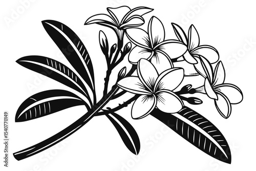 Plumeria flowers and bold leaves are displayed in a striking black and white arrangement
