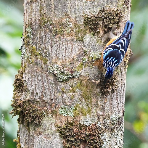 Beautiful nuthatch (Sitta formosa) descending a trunk in Bhutan