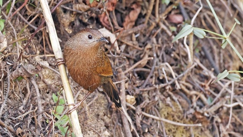 Bhutan laughingthrush (Trochalopteron imbricatum), bird of Bhutan
