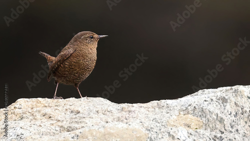 Eurasian wren (Troglodytes troglodytes), bird of Bhutan