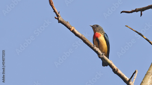 Fire-breasted flowerpecker (Dicaeum ignipectus), Bhutan