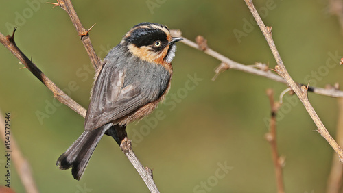 Rufous-fronted bushtit or (Aegithalos iouschistos), bird of Bhutan