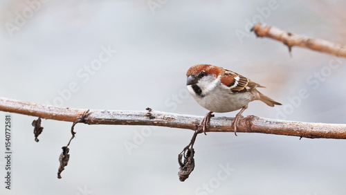 Russet sparrow (Passer cinnamomeus), Bhutan
