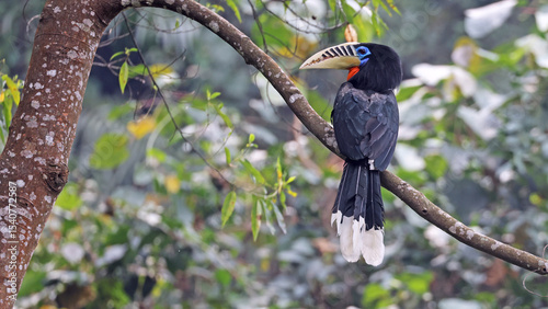 Rufous-necked hornbill female (Aceros nipalensis), Bhutan