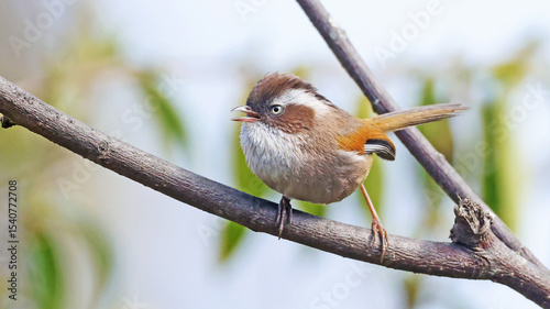 White-browed fulvetta (Fulvetta vinipectus), bird of Bhutan