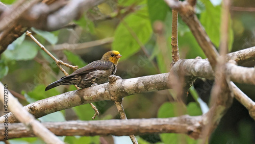 Yellow-rumped honeyguide (Indicator xanthonotus), bird of Bhutan