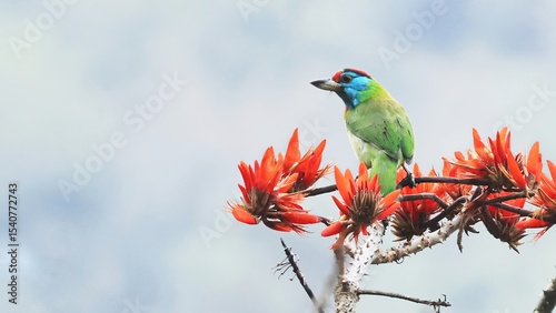 Beautiful Blue-throated barbet (Psilopogon asiaticus), common asian bird