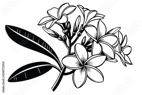 Black and white frangipani flower branch with leaves displays detailed monochrome botanical presentation