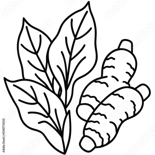 Ginger root with leaves line art isolated on white background