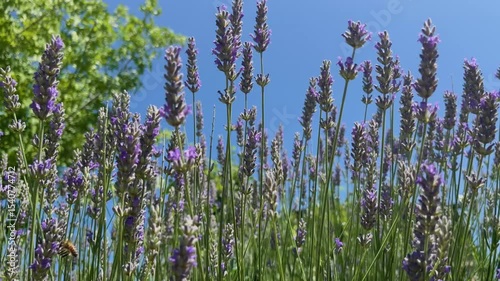 Lavender flowers swaying in the gentle breeze, and butterflies and bees gathering nectar from the flowers.