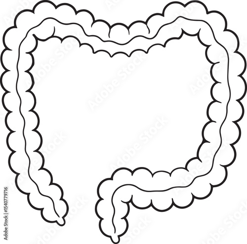 Large intestine anatomy outline drawing medical illustration