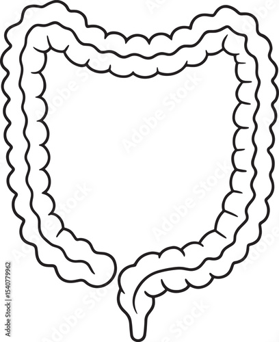 Large intestine anatomy diagram human digestive system illustration