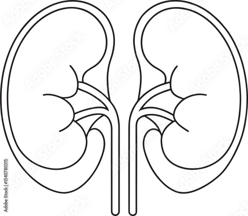 Human kidney anatomy outline drawing medical illustration