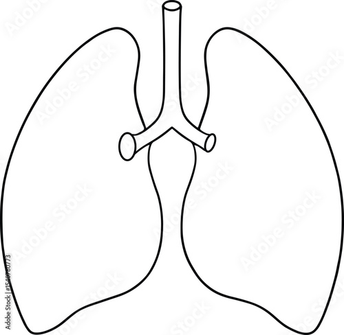 Human lungs anatomy outline drawing medical illustration