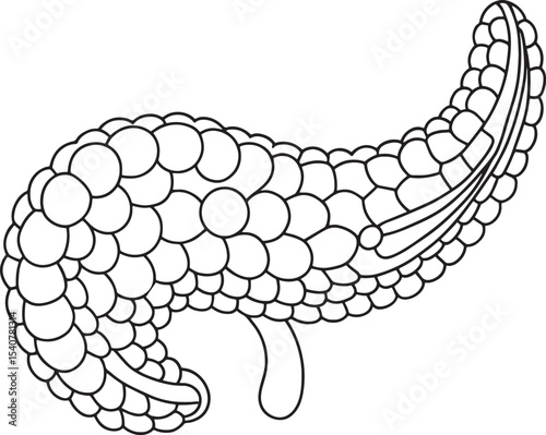 Detailed pancreas anatomy drawing medical illustration