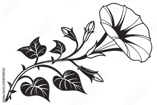 Black and white drawing shows a morning glory plant with leaves and blooms