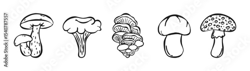 Hand Drawn Doodle Mushroom set isolated on white background. Sketch Ink Forest Plants, Vegetables. Children's Coloring Book. Autumn doodles. Hand Drawn, Champignon, Oyster Mushrooms, Chanterelles.