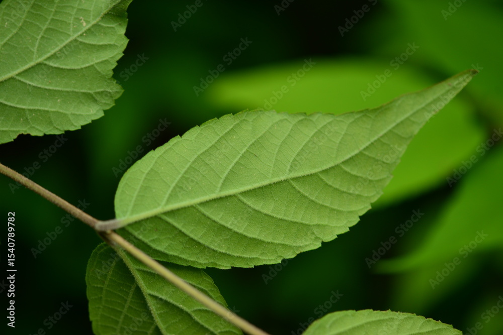 Obraz premium Callicarpa mollis - Korean Velvet Beautyberry with Leaves and Fruits