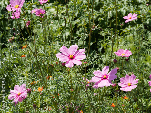 (Cosmos bipinnatus) Mexican Asters or Tall Cosmos 'Gloria' with upright, feathery foliage and pastel colored flowers, pink and magenta that encircle a bright yellow in summer
