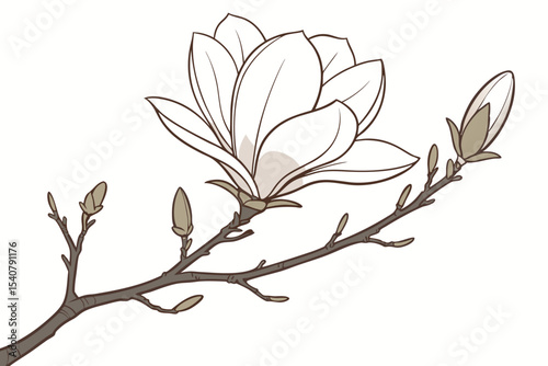 Magnolia blooms elegantly upon the brown branch, its unopened buds promise future floral beauty