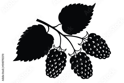 Silhouette of Blackberry Branch Featuring Berries and Leaves, Black and White Graphic Illustration