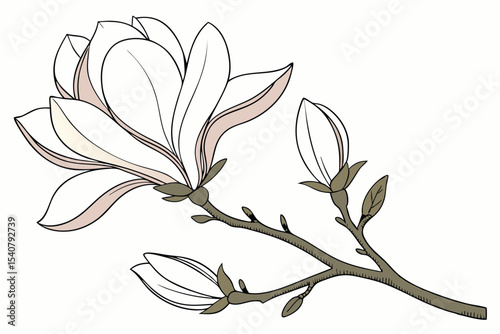 Blooming magnolia branch showcases delicate petals and forming buds, creating natural floral beauty