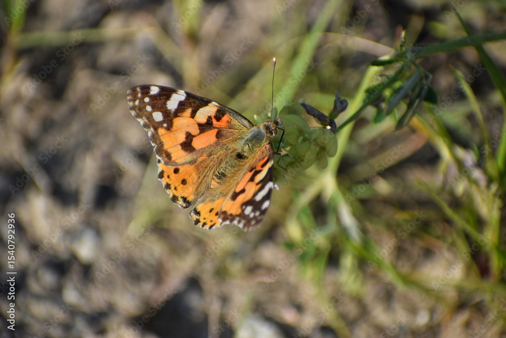 Obraz premium butterfly on a flower