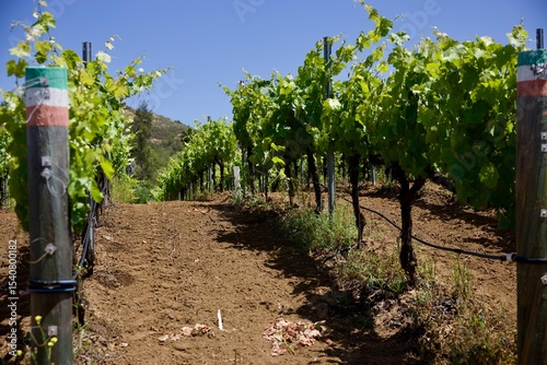 Rows of grapevines in the vineyard