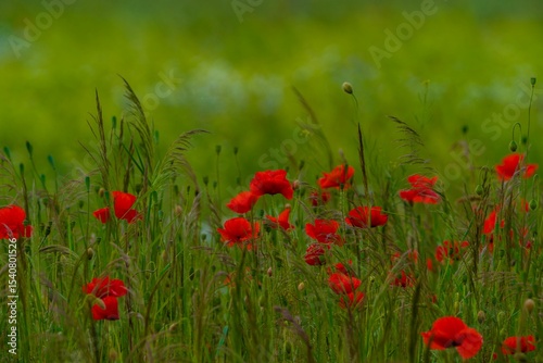 Fototapeta Naklejka Na Ścianę i Meble -  Poppies on the meadow in the summer