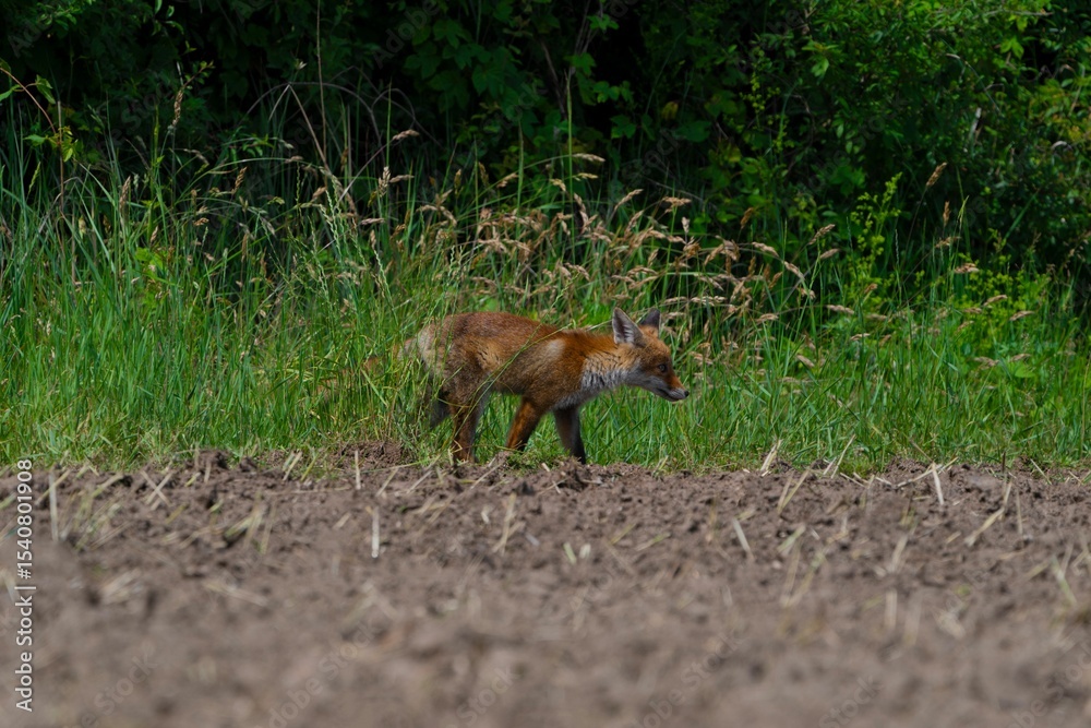 Fototapeta premium Young red fox in summer
