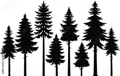 Silhouettes of evergreen trees in a forest
