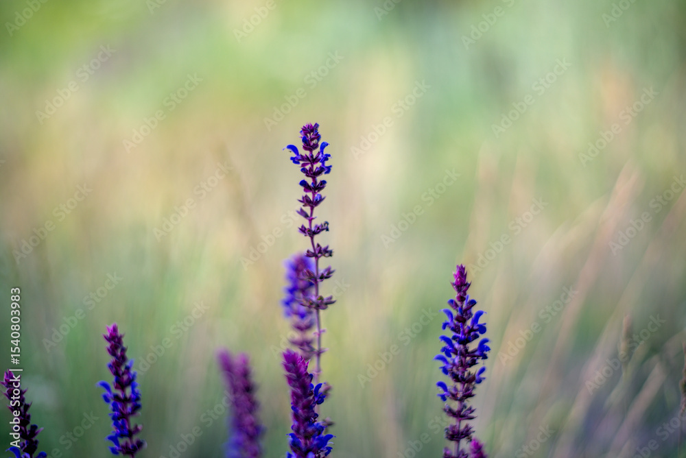 Fototapeta premium Wild sage flowers on blurred background