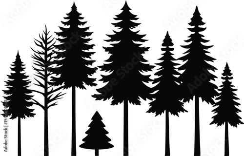 Silhouettes of evergreen trees in a forest