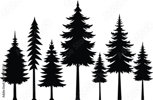 Silhouettes of evergreen trees in a forest scene