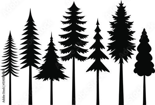 Silhouettes of evergreen trees in a forest