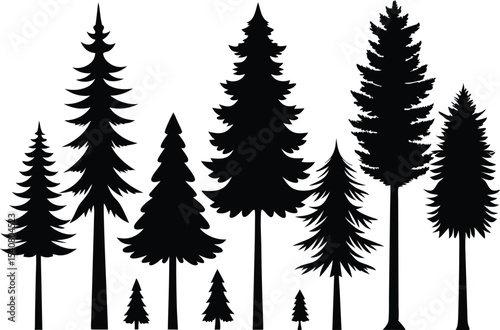 Silhouettes of various evergreen trees in a forest