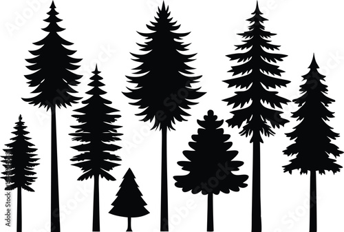 Silhouettes of evergreen trees in a forest scene
