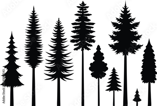 Silhouettes of various evergreen trees in a forest