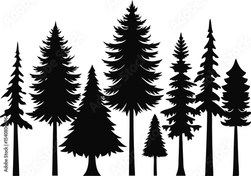 Silhouettes of evergreen trees in a forest scene