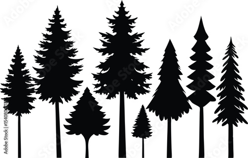 Silhouettes of evergreen trees in a forest