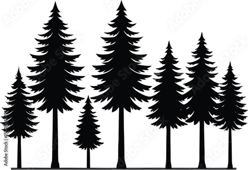 Silhouettes of evergreen trees in a forest