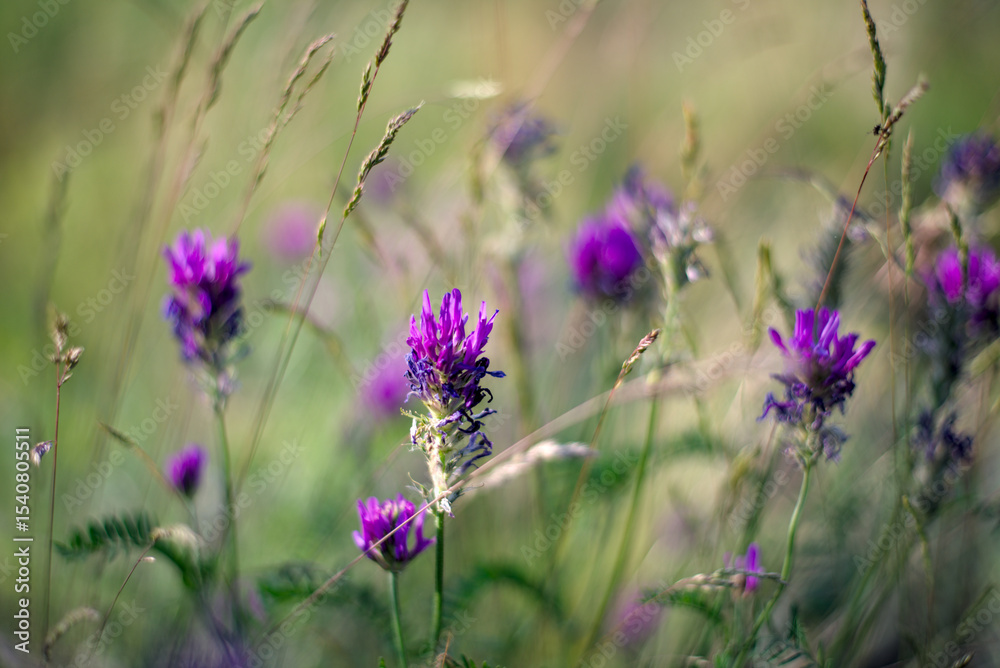 Fototapeta premium Blossoming Astragalus onobrychis on the meadow