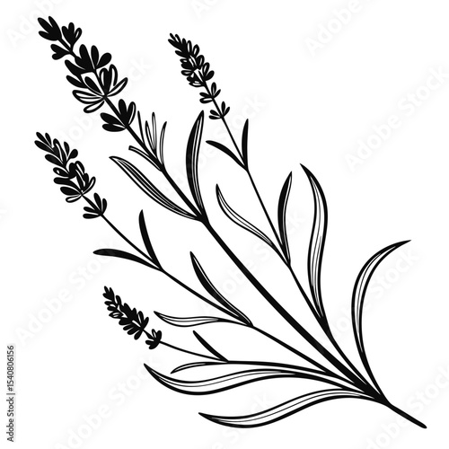 Simple black sketched lavender sprigs with narrow leaves are displayed on white background