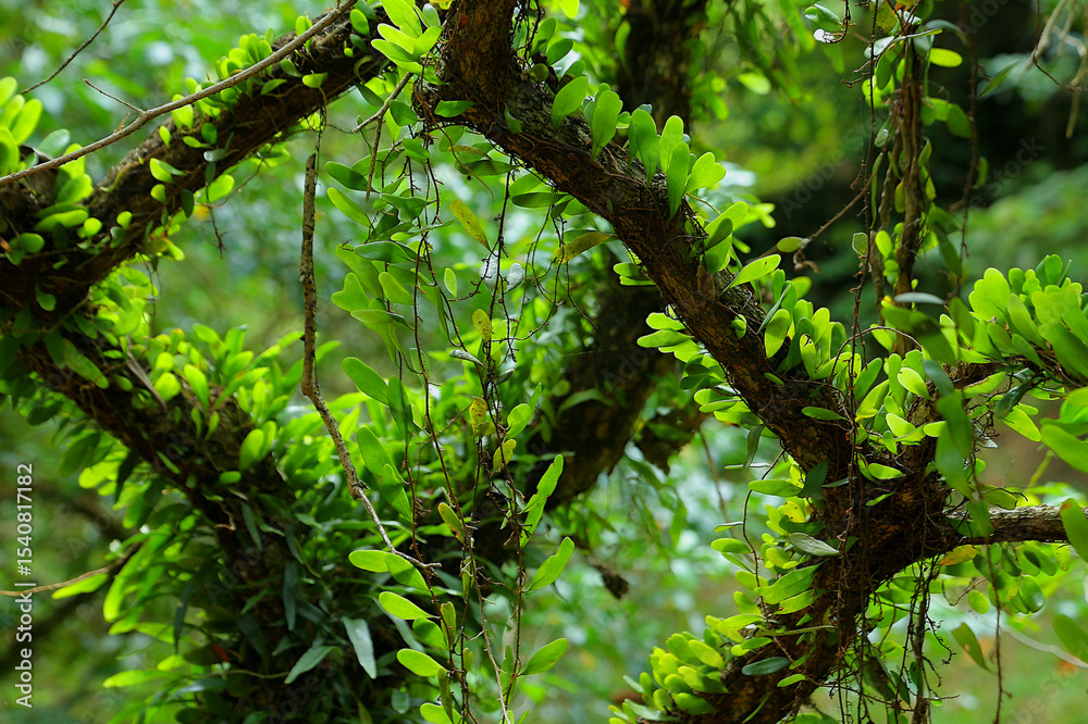 Fototapeta premium Known as 'pokok duit-duit' or Pyrrosia piloselloides covers the tree trunk