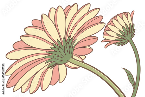 Charming pink and cream gerbera blossoms pose together, displaying graceful form against a white background