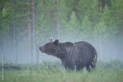 Quadro em tela Brown bear in the misty taiga landscape