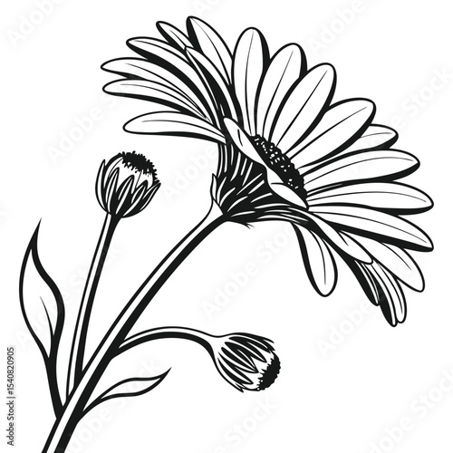 Black and white gerbera bloom features closed buds and slender stem with leaves