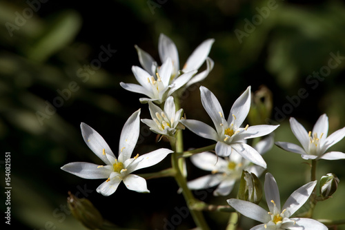 Blossom of  Ornithogalum divergens