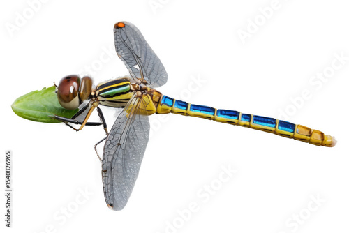 A dragonfly gliding above a clear, sunlit stream, its wings reflecting the natural light