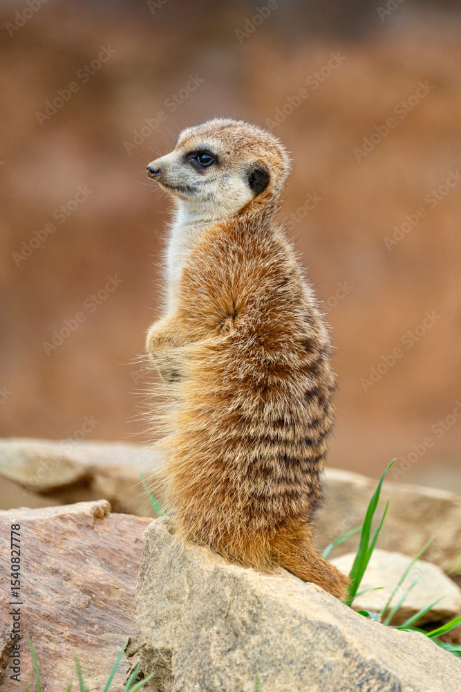 Fototapeta premium Meerkats (Suricata suricatta)